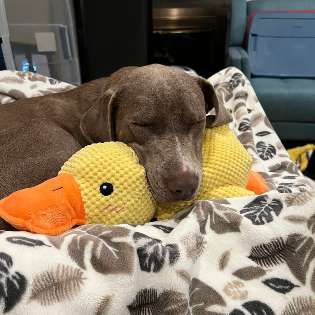 Calming Durable Chew & Cuddle Plush Duck Dog Toy